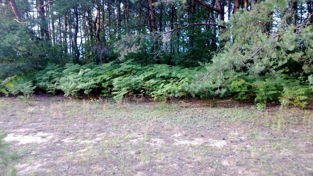 Ниговищі з panoramio.com - Ниговищі