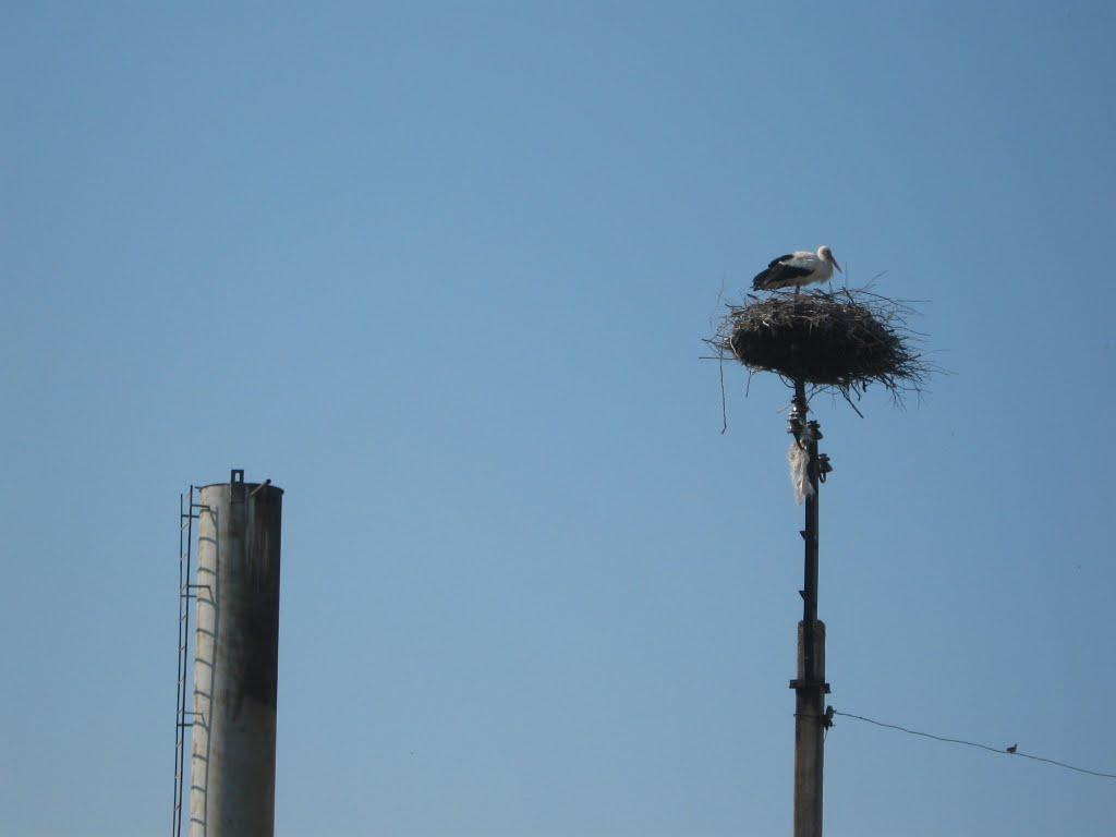 Новоолександрівка з panoramio.com - Новоолександрівка