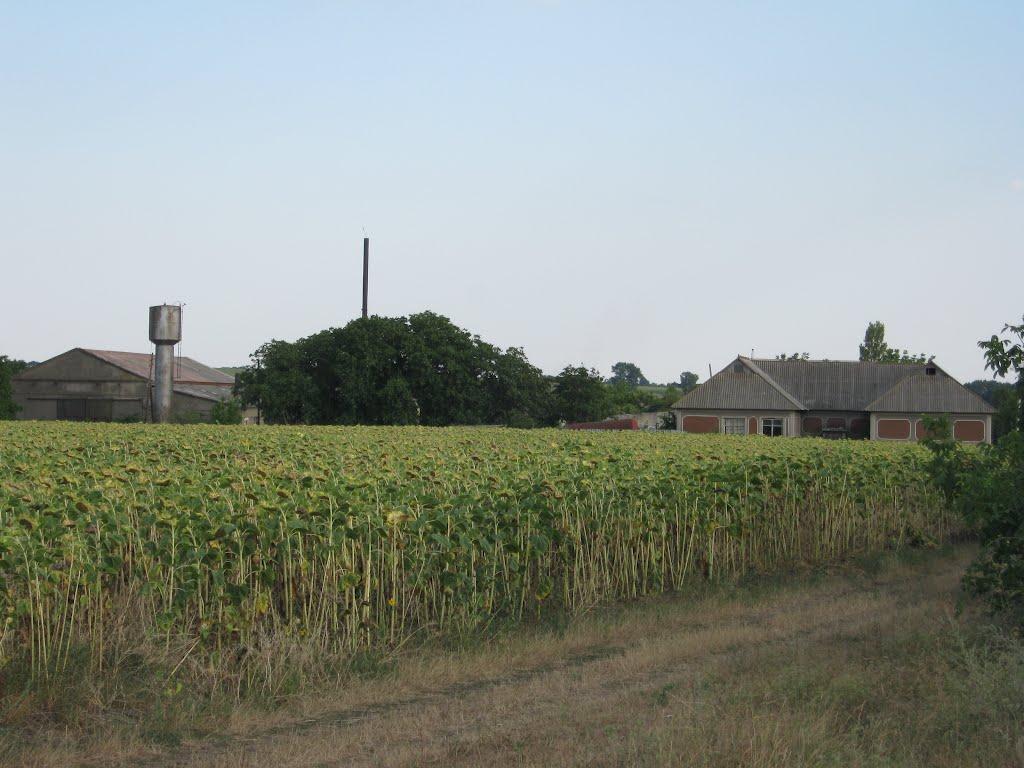 Новоолексіївка з panoramio.com - Новоолексіївка