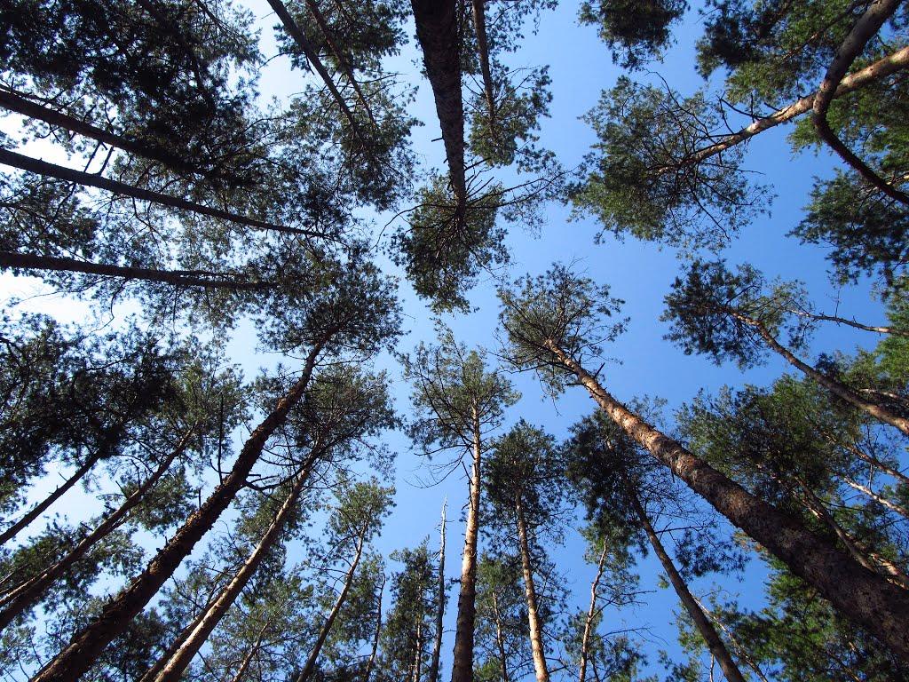 Щурове з panoramio.com - Schurove