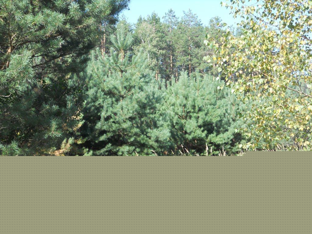 Челядінове з panoramio.com - Челядиново