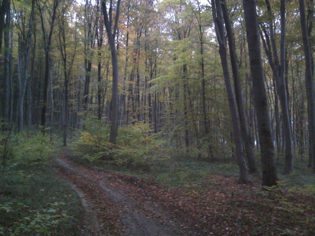 Винники з panoramio.com - Винники