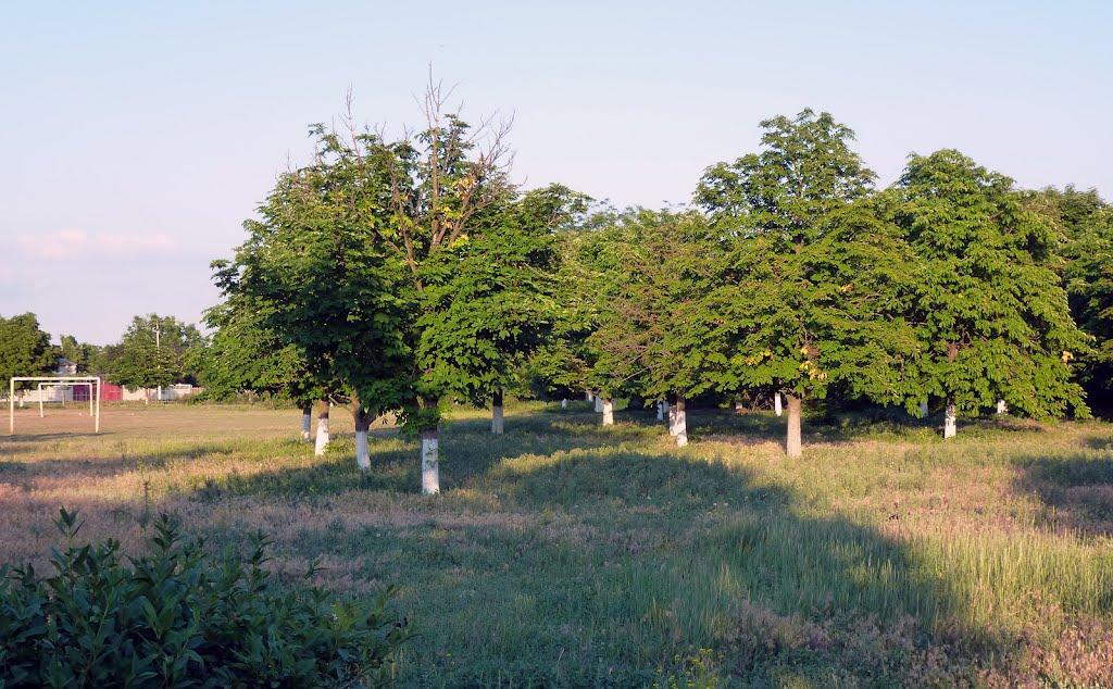 Першокостянтинівка з panoramio.com - Першокостянтинівка