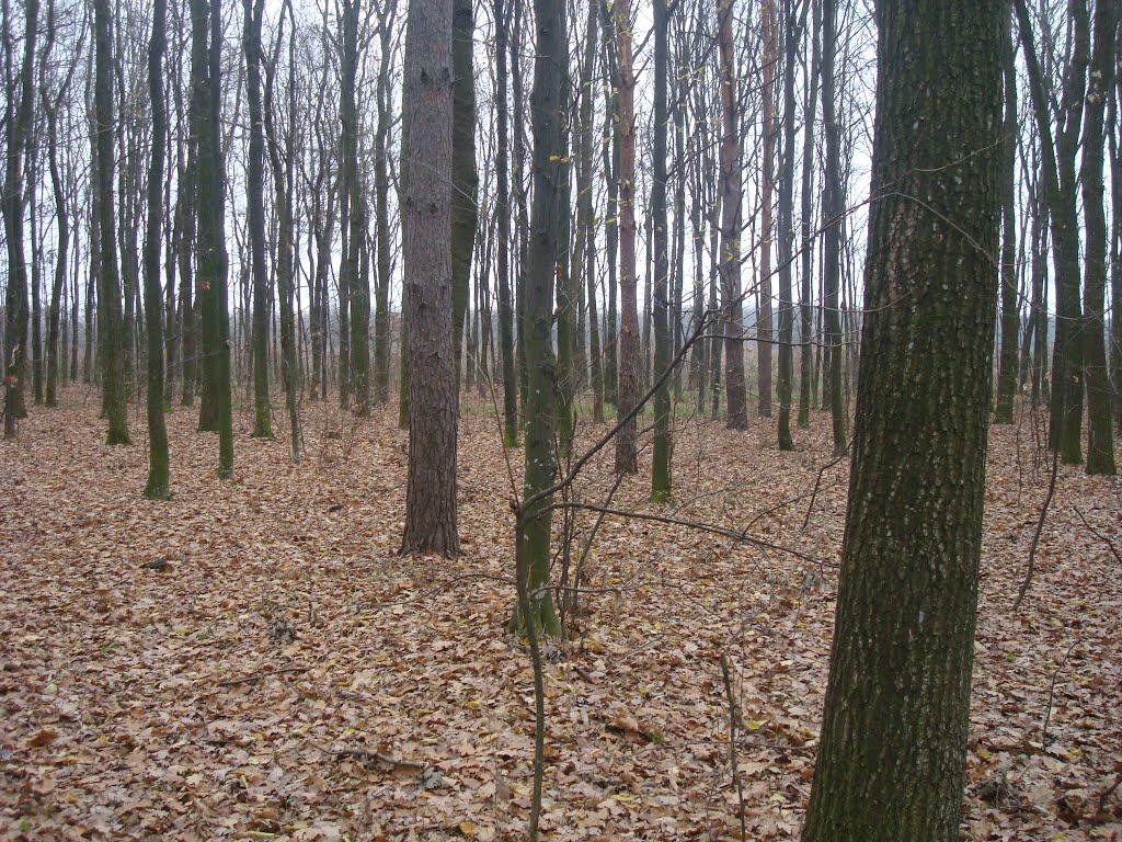 Вільховець з panoramio.com - Вільховець