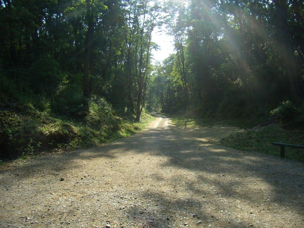 Ріжки з panoramio.com - Ріжки