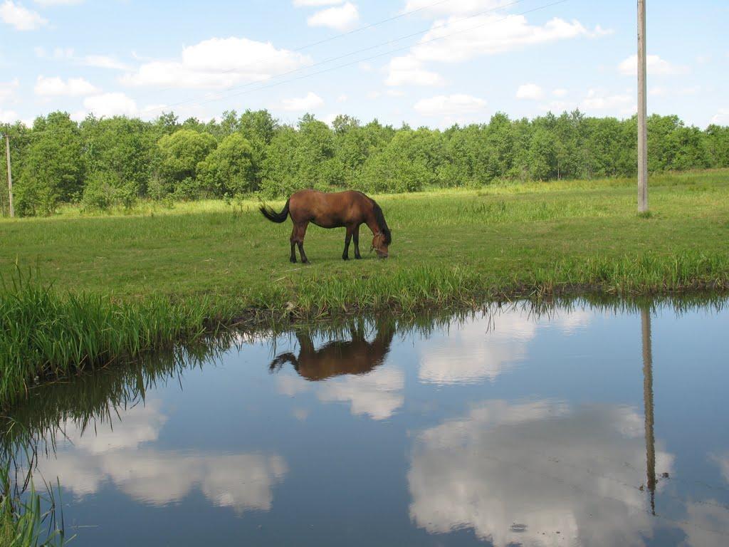 Річиця з panoramio.com - Річиця