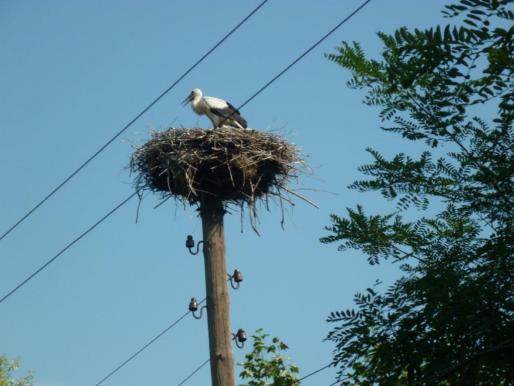 Майорщина з panoramio.com - Mayorschyna