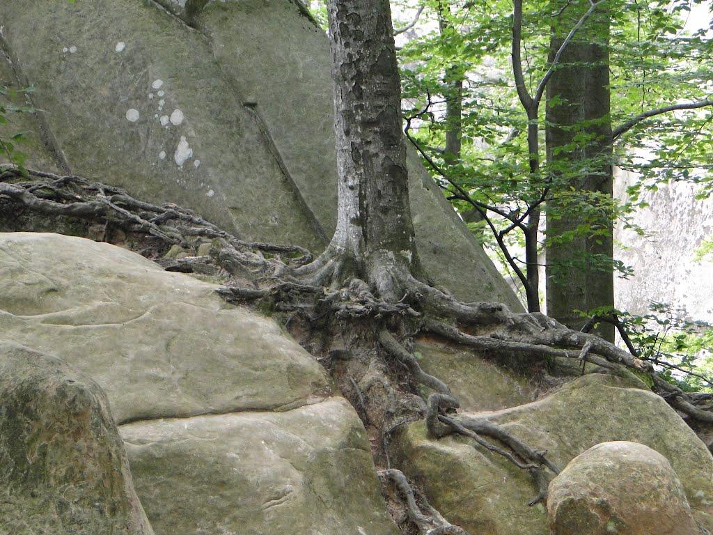 Поляниця з panoramio.com - Поляница