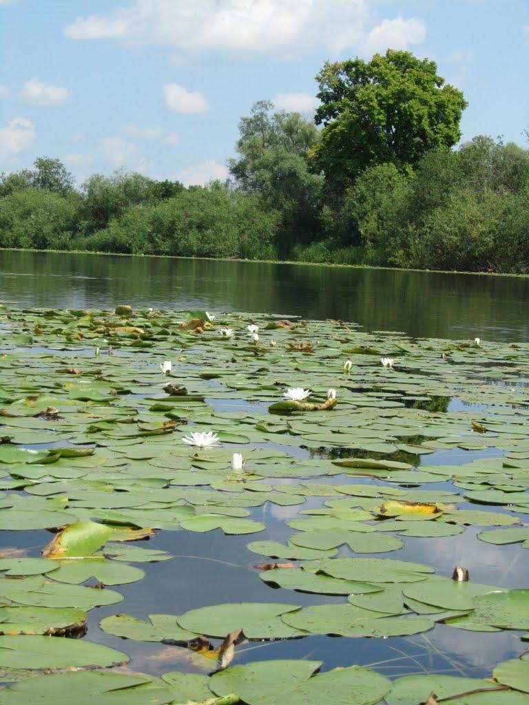 Жукин з panoramio.com - Zhukyn