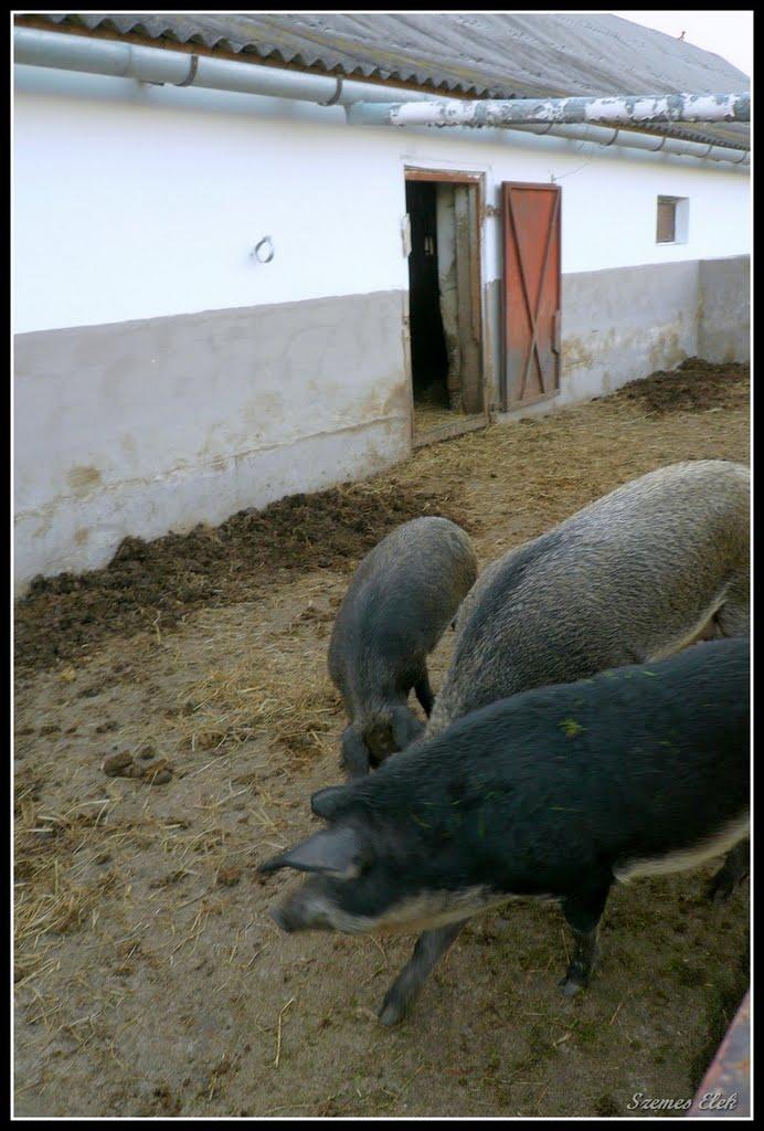 Астей з panoramio.com - Астей