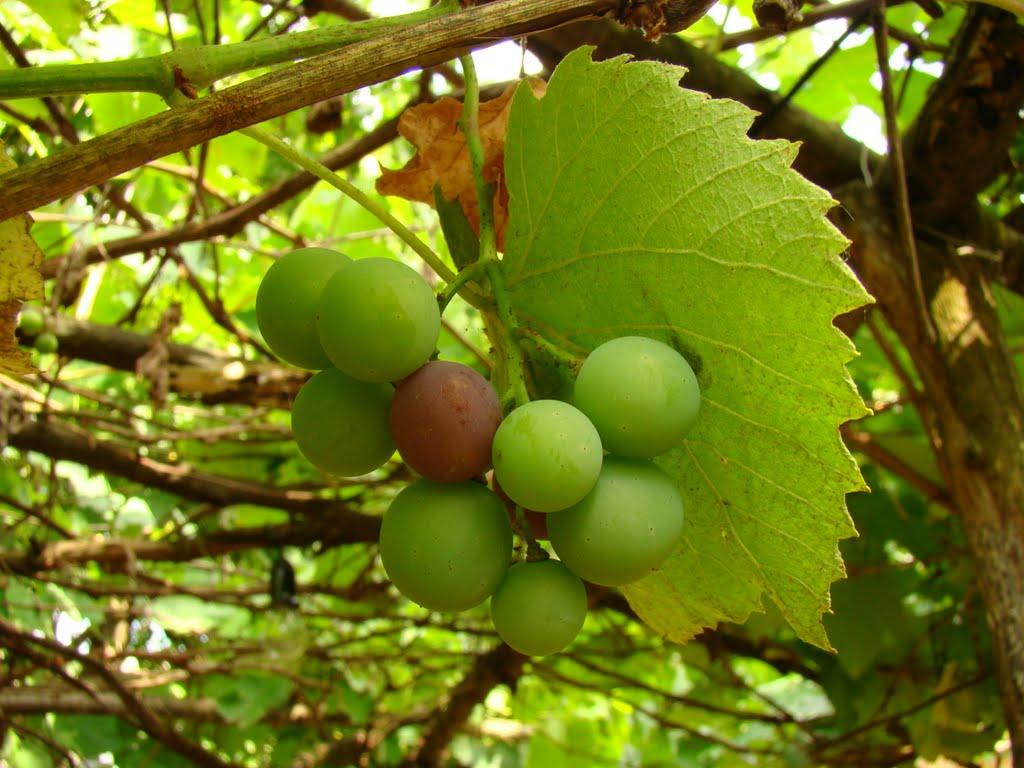 Ковалівка з panoramio.com - Ковалівка