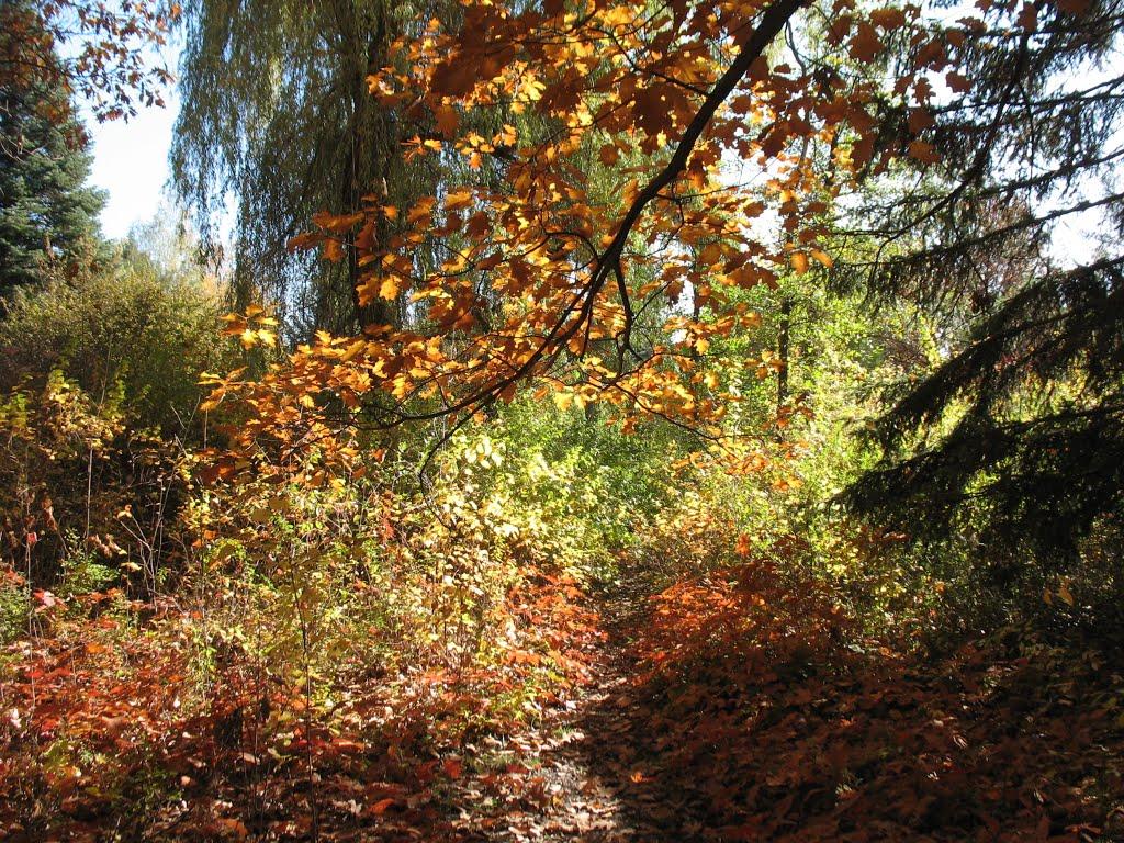 Світанок з panoramio.com - Світанок