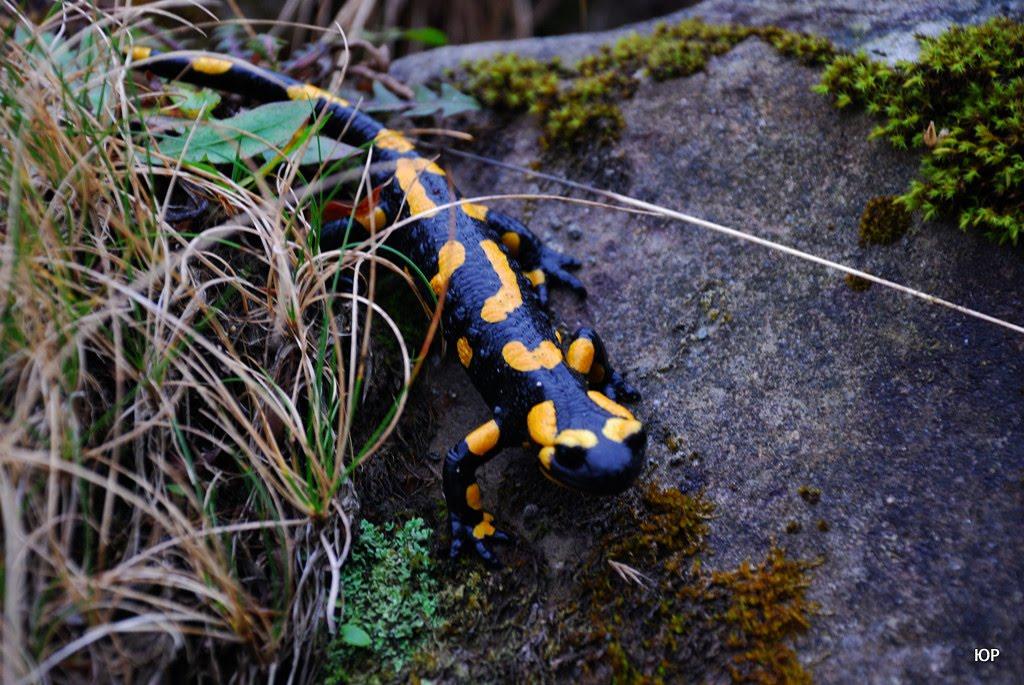 Суха з panoramio.com - Суха