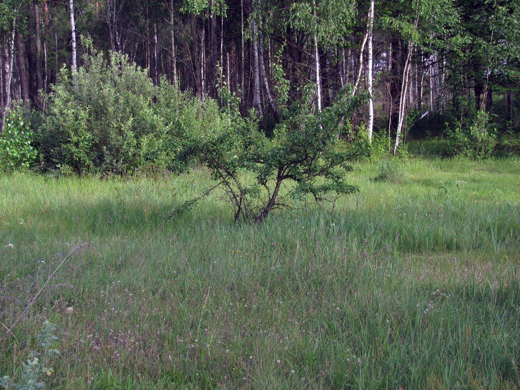 Полянка з panoramio.com - Полянка