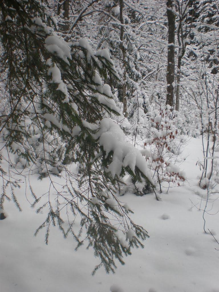 Усть-Чорна з panoramio.com - Усть-Чорна