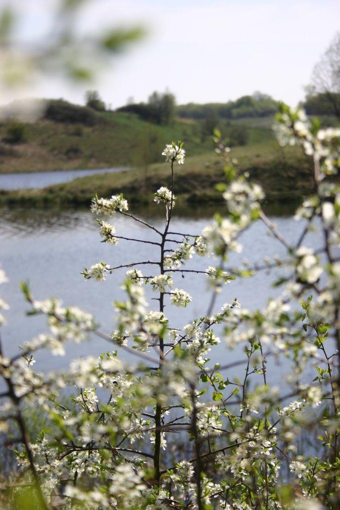 Грабовське з panoramio.com - Грабовське