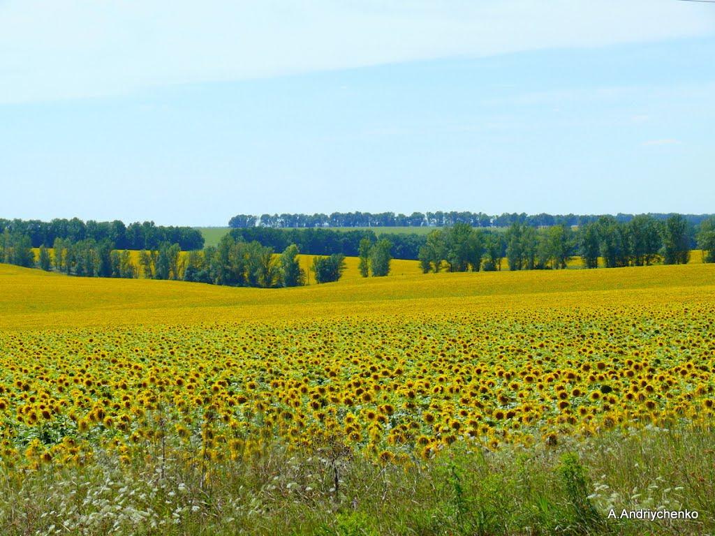 Високопілля з panoramio.com - Високопілля