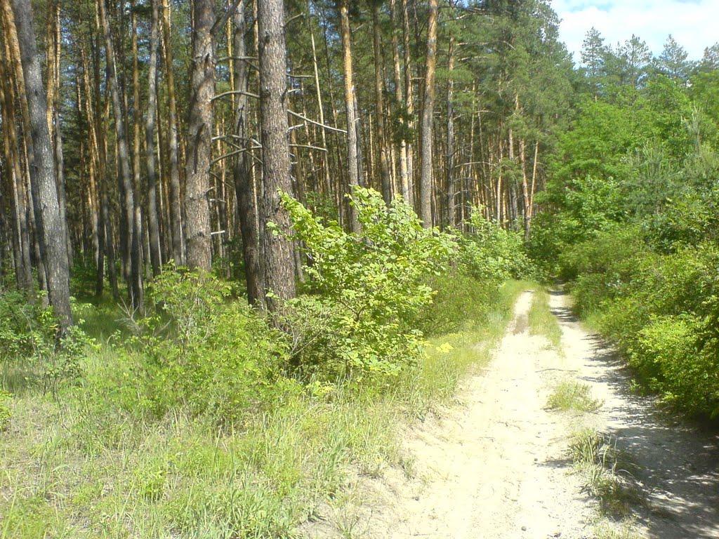 Червоний Шлях з panoramio.com - Червоний Шлях