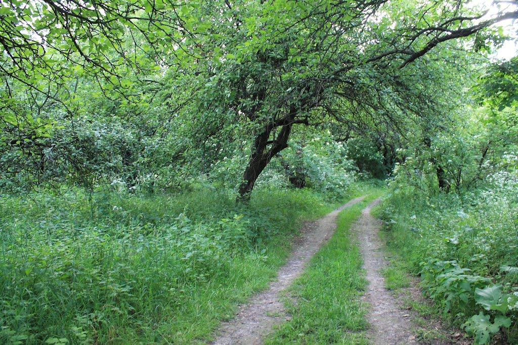 Куліші з panoramio.com - Куліші
