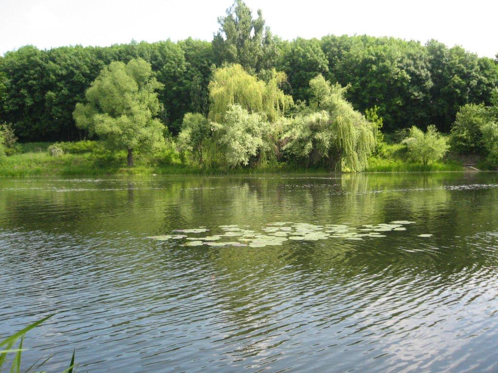 Осички з panoramio.com - Осички