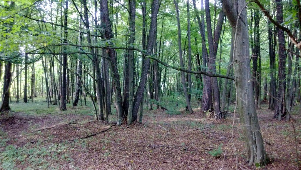 Ниговищі з panoramio.com - Ниговищи