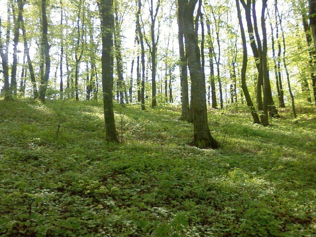 Теплик з panoramio.com - Теплик