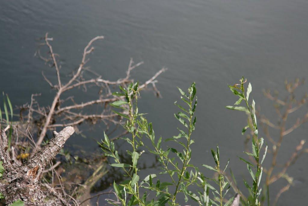 Голубів з panoramio.com - Голубев