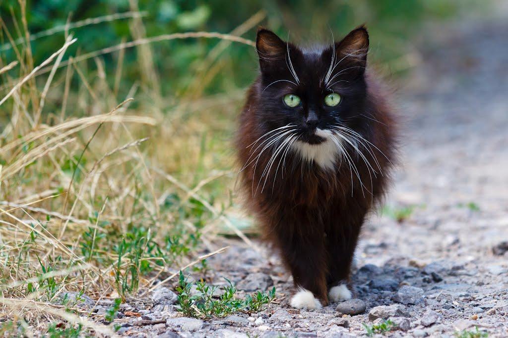 Косонь з panoramio.com - Косонь