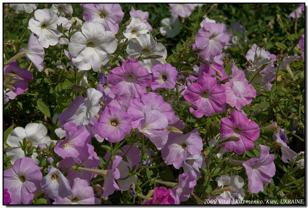 Яблунівка з panoramio.com - Яблунівка