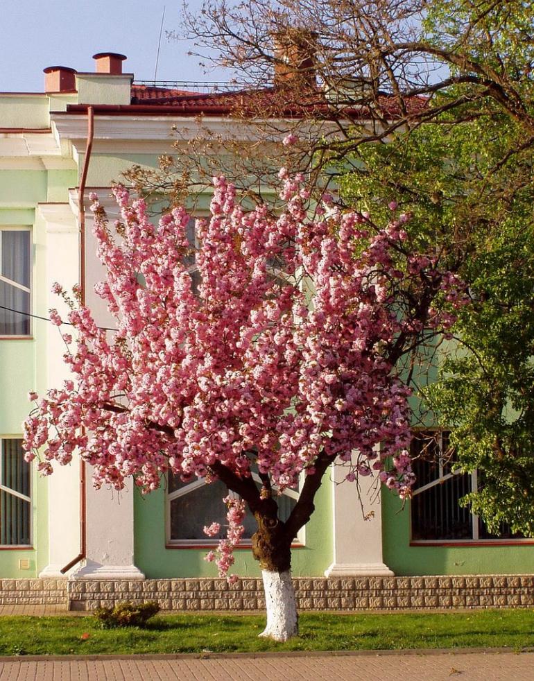 Чоп з panoramio.com - Чоп