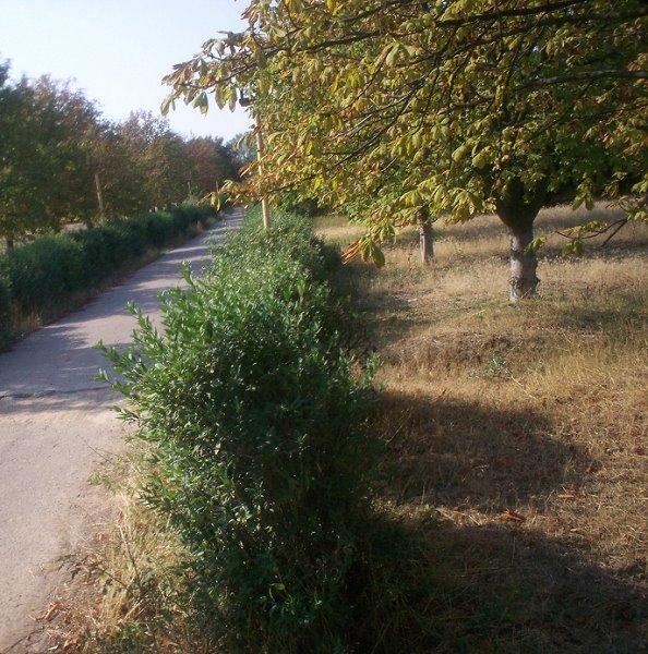 Першокостянтинівка з panoramio.com - Першокостянтинівка