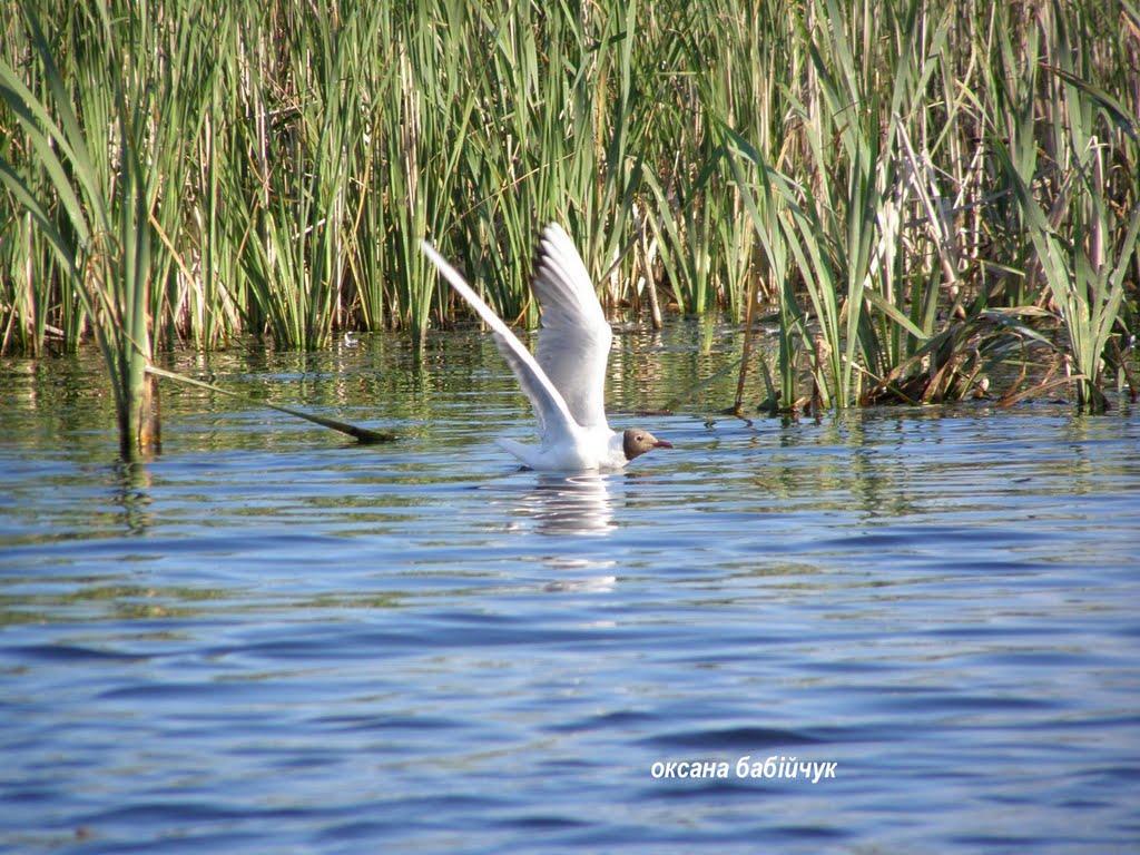 Тур з panoramio.com - Тур