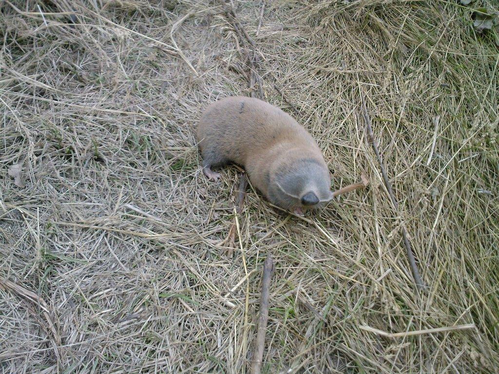 Тошківка з panoramio.com - Тошківка