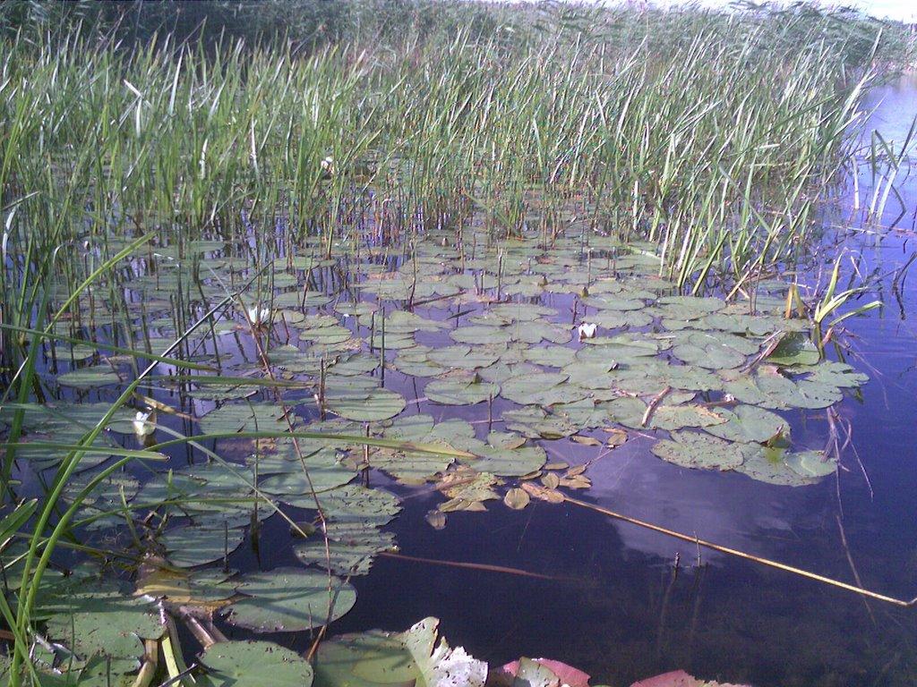 Світязь з panoramio.com - Свитязь