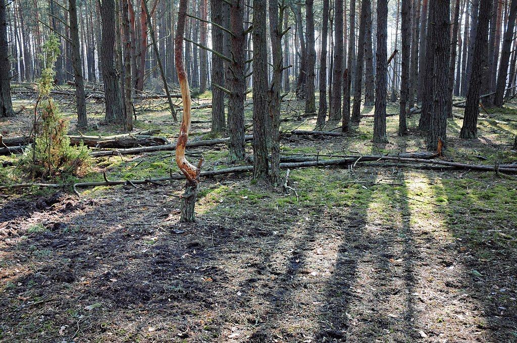 Забужжя з panoramio.com