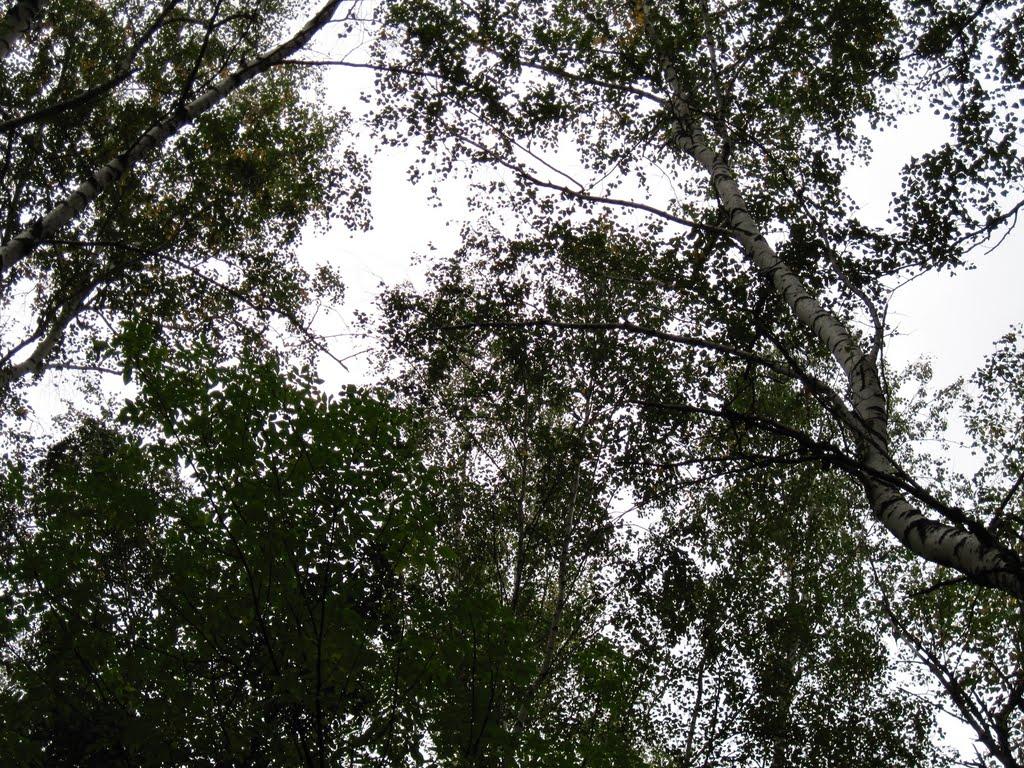 Дробишеве з panoramio.com - Дробышево