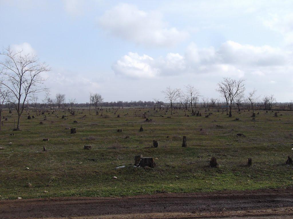 Нова Кам'янка з panoramio.com - Нова Кам'янка