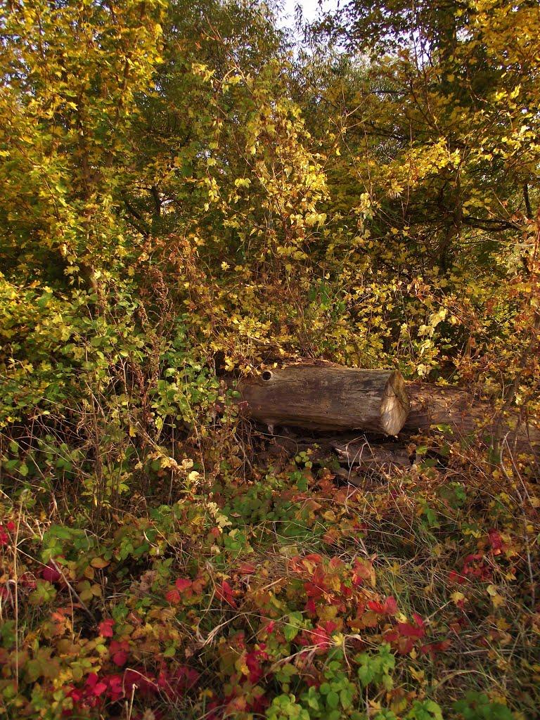 Королівка з panoramio.com - Королевка