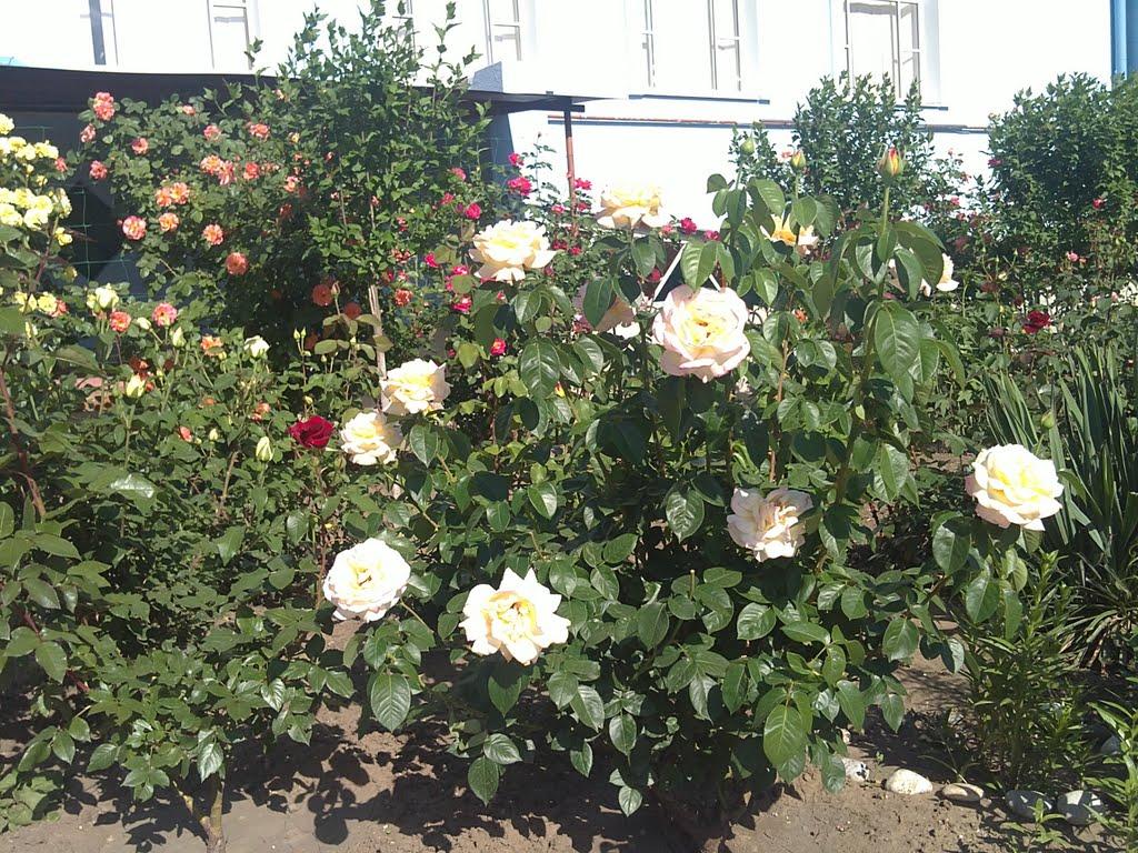 Високогірне з panoramio.com - Високогірне