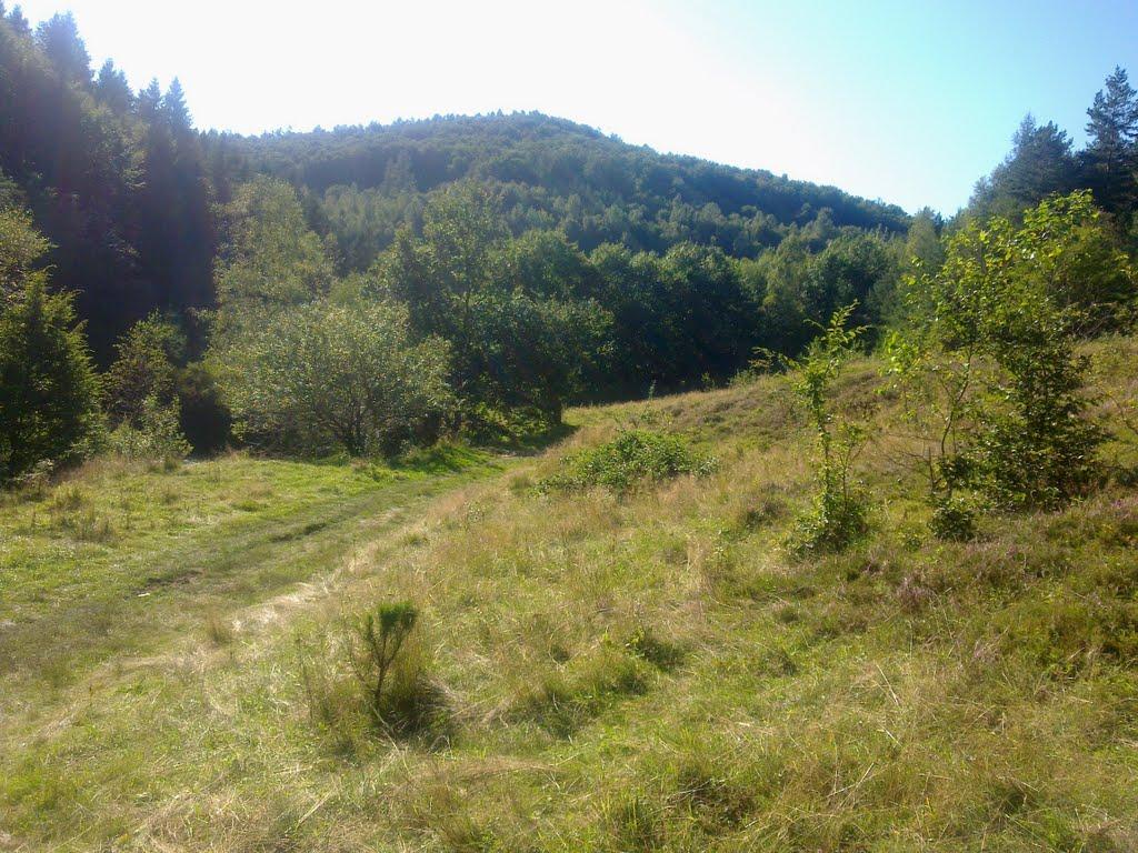 Витвиця з panoramio.com - Витвиця