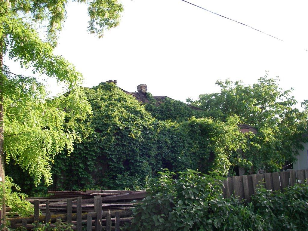 Вишеньки з panoramio.com - Вишеньки
