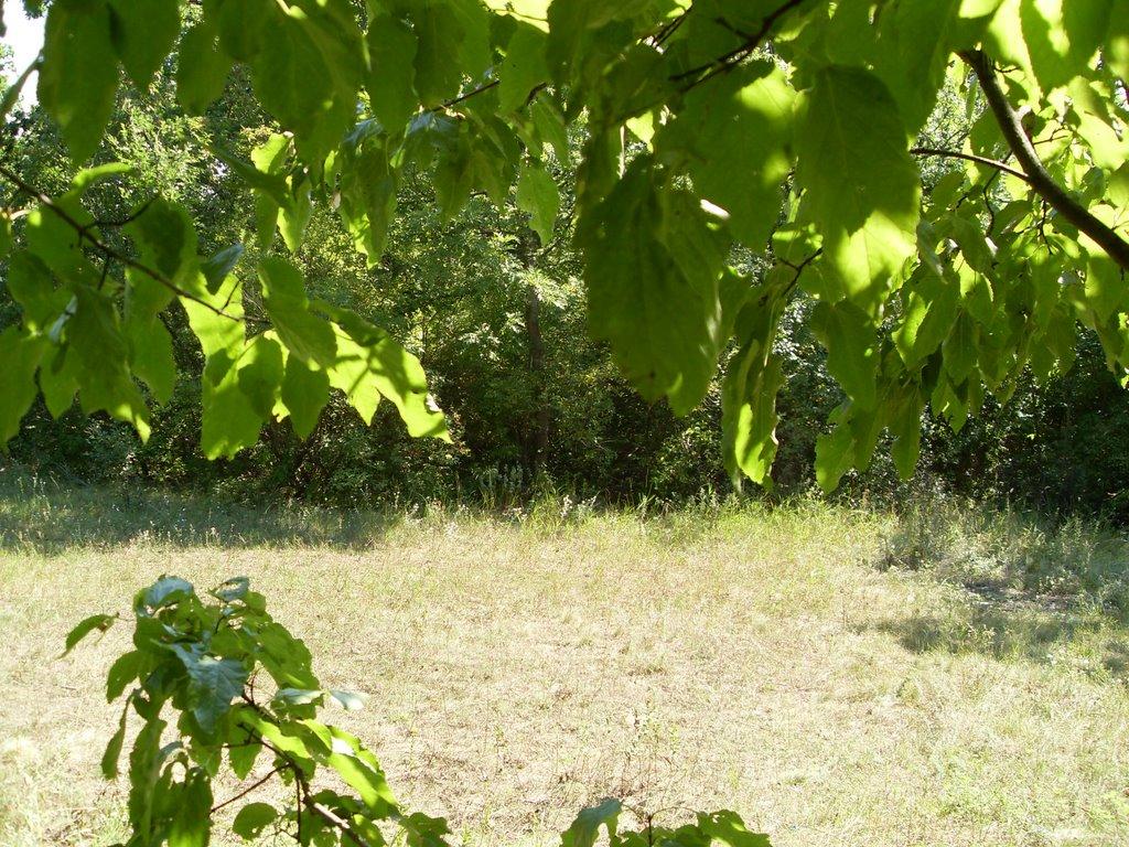 Доманівка з panoramio.com - Доманевка