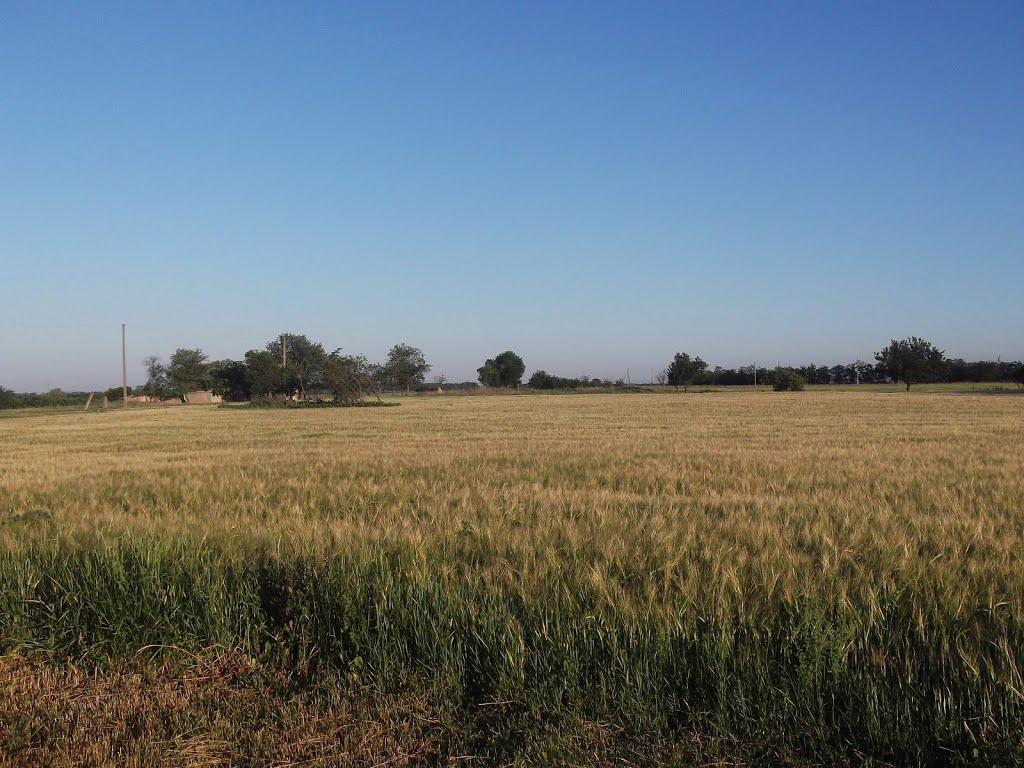 Нова Кам'янка з panoramio.com - Нова Кам'янка