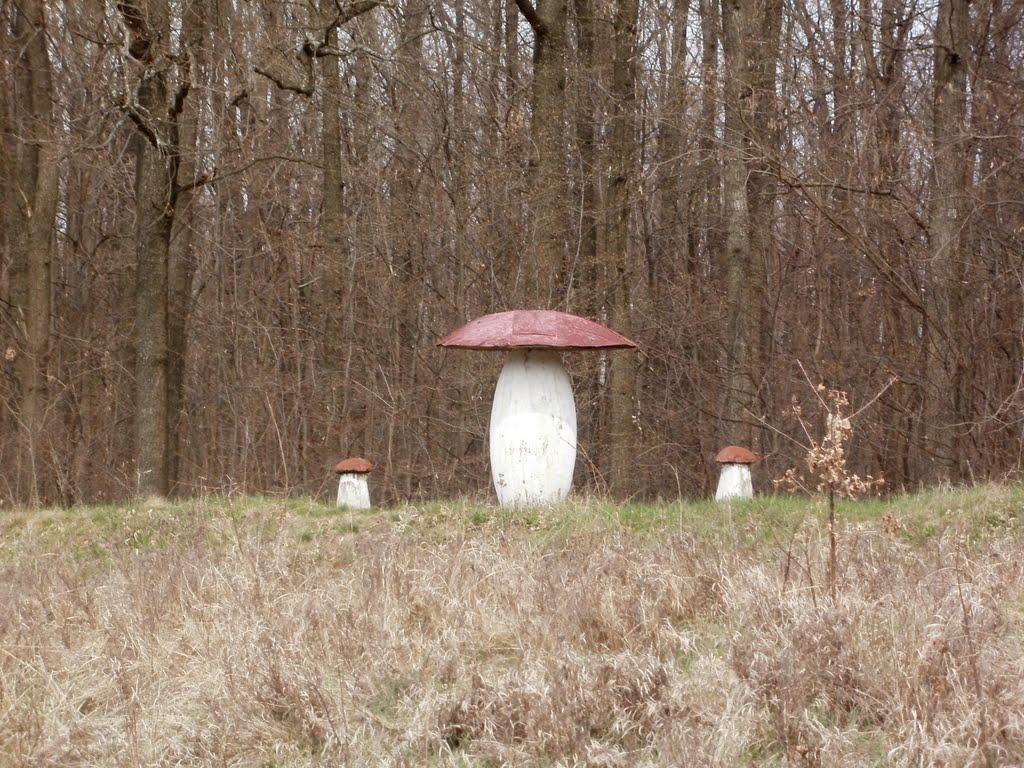 Сорокодуби з panoramio.com - Сорокодубы