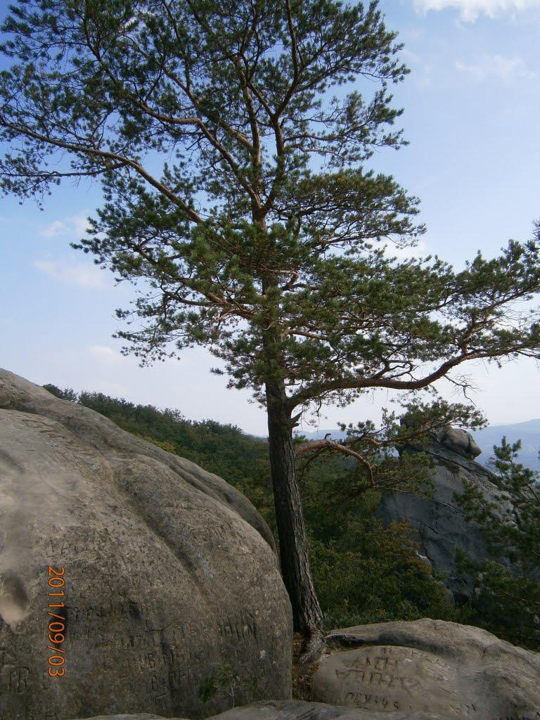 Поляниця з panoramio.com - Поляница