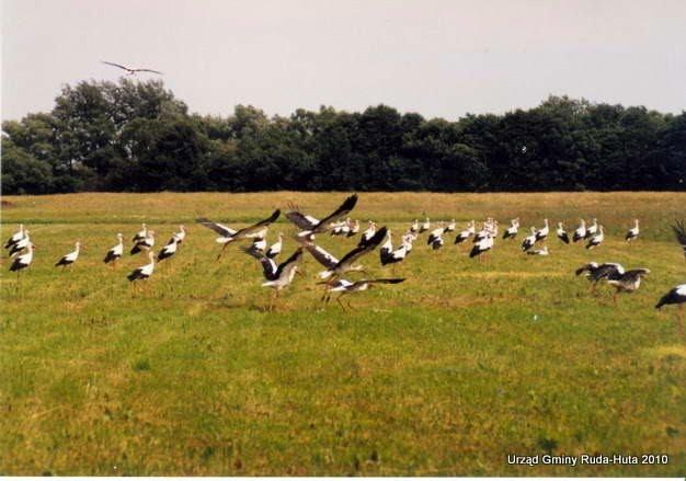 Вишнівка з panoramio.com - Вишнівка