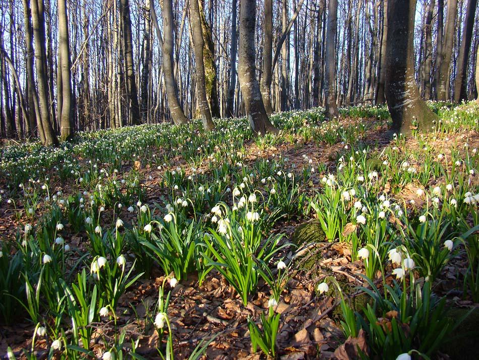 Сопки з panoramio.com - Сопки