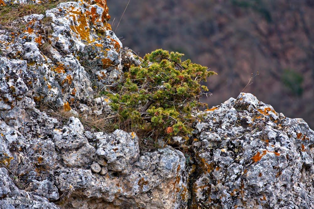 Тургенєвка з panoramio.com - Тургенєвка