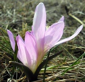 Молочанськ з panoramio.com - Молочанськ