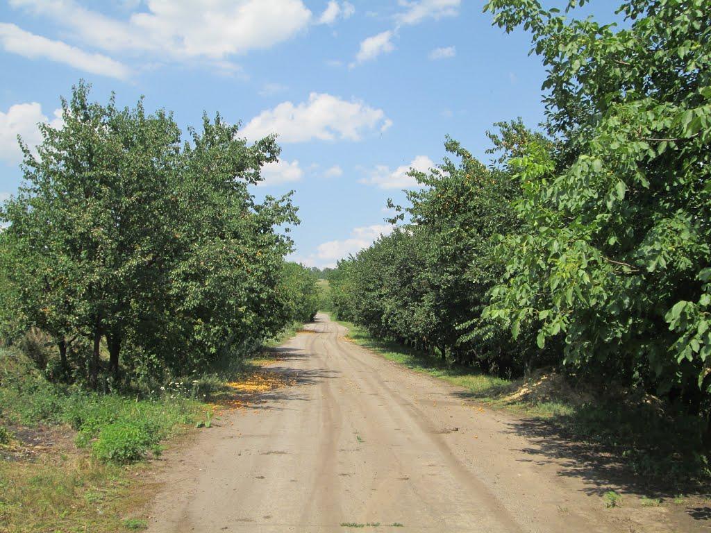 Долина з panoramio.com - Долина